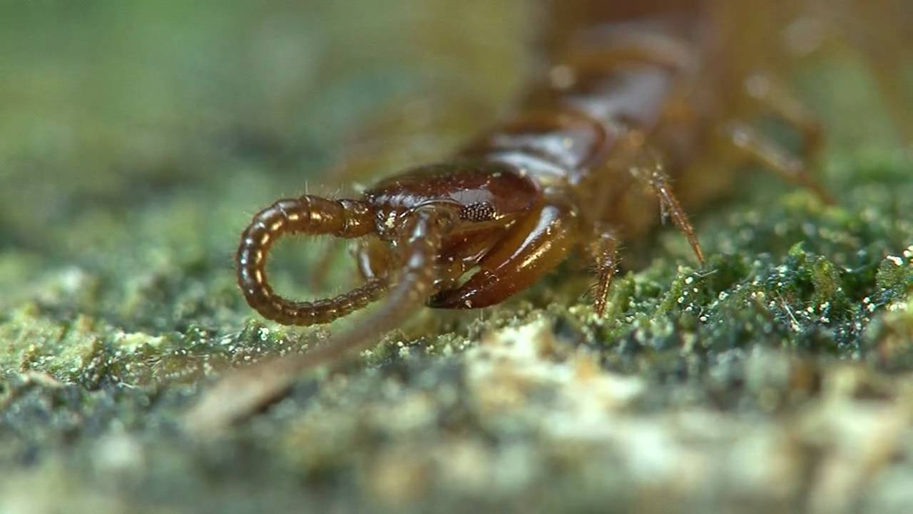 Hundertfüßer Lithobius sp YouTube