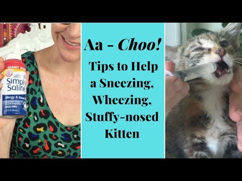 how to help a kitten with a cold