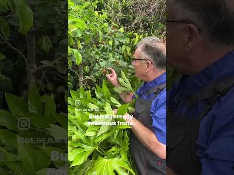 Video: Loganberry Bitki Qulluğu - Bağlarda Loqangiləmeyvə Yetişdirmək üçün Məsləhətlər