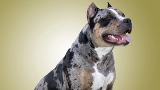 5 Dog Breeds That Carry  the  Merle gene #pets #dogs #viralvideo