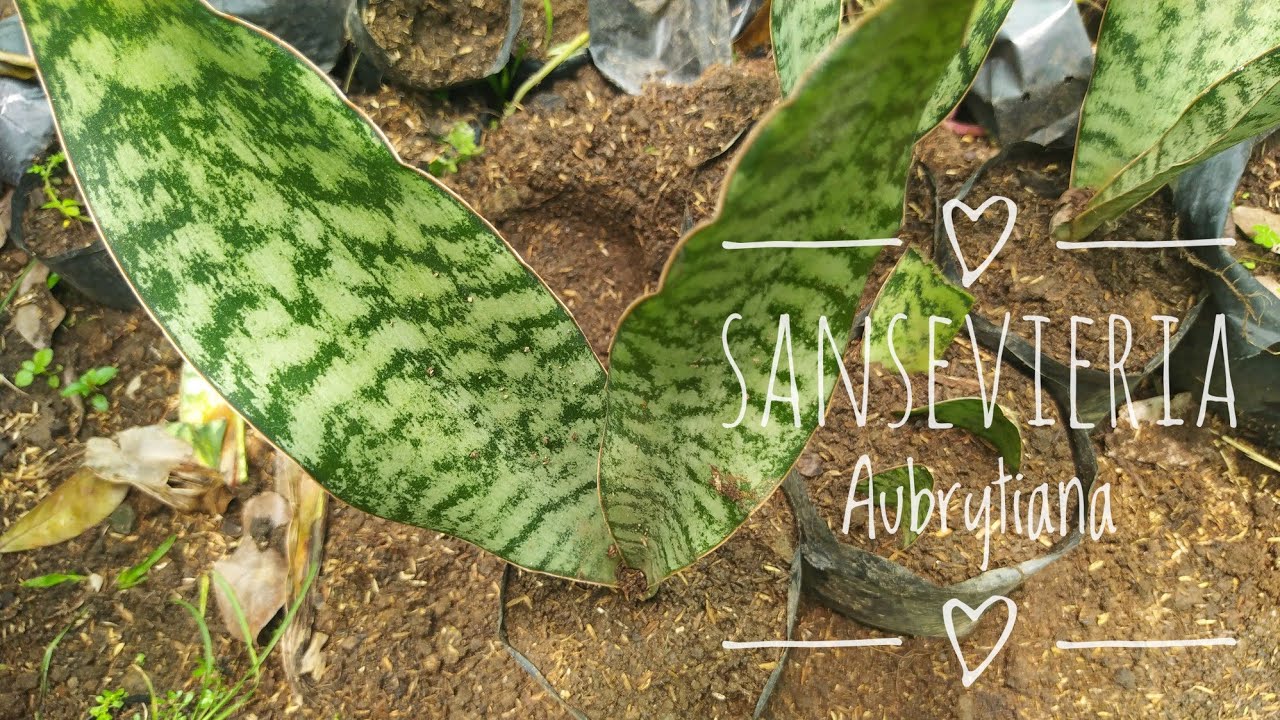 agave plant with snake like growths at top Agave Tequilana, Blue Agave Americana, Century Plant