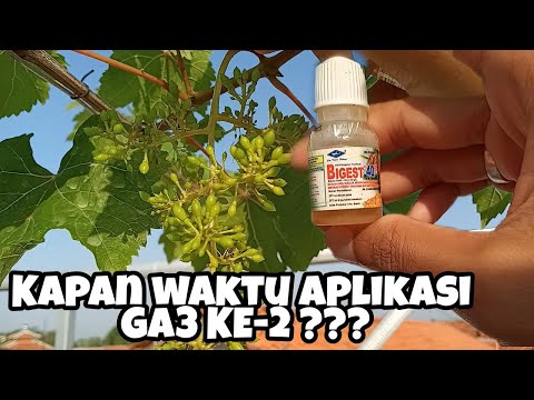 Video: Pilihan Anggur Georgia