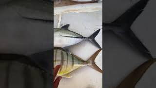 سمكة أبو حيفه من الأسماك النادرة في أبوظبي شرح النوخذه سعيد المهيري