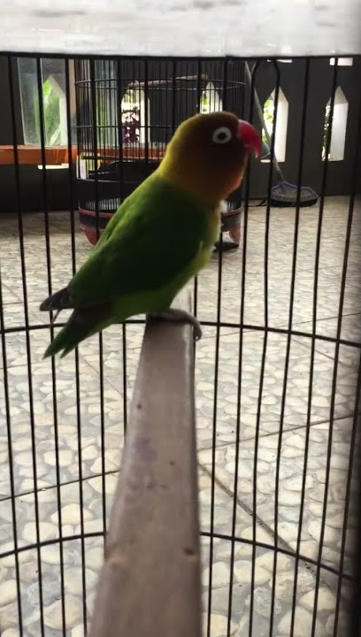 Lovebird Rasa Kapas Tembak
