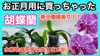 洋ランを買ったら、嬉しいことが。 水栽培の胡蝶蘭の花芽を探してみる (前回の水栽培の様子、概要欄にあります)