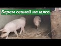 Берем свиней на мясо