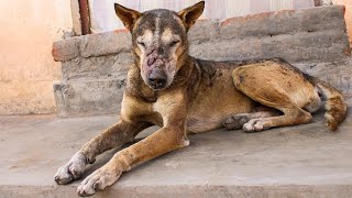 Dog found with a deep hole wound in his head makes miraculous recovery