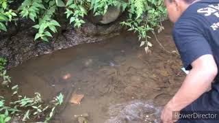 berburu kura kura di sungai liar