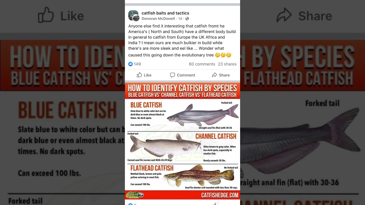 3 types of catfish in America