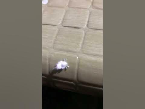 Newly discovered species 2022! - YouTube