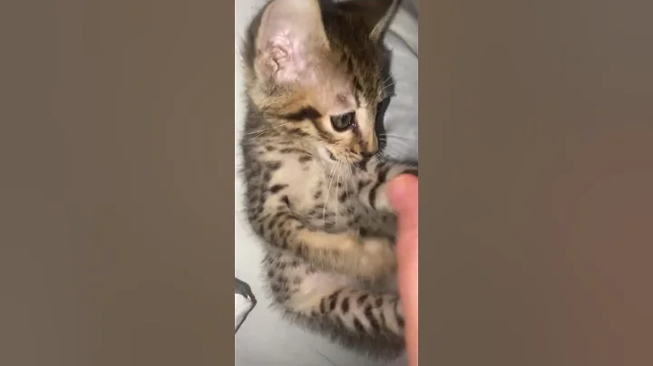 Video 11553271: savannah cats kittens, savannah kitty, cute savannah kitten