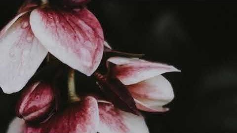 حالات واتس اب دينيه. أرح مسمعك ماتيسر من سوره آل عمران🥀♥️