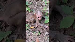 #BabyMonkey #CuteMonkey #FunnyMonkey #MonkeyLove #MonkeyLife #LittleMonkey #MonkeyVibes #PetMonkey