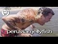 Peruvian jellyfish stunt  steveo