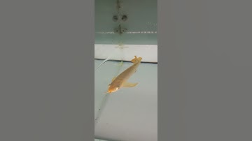 Huyết long tanning bằng đèn máng siêu sáng cho bối sau 4 ngày #arowana #caucathugian #guppy
