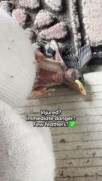 What To Do If You Find A Newborn Baby Bird On The Ground | The Dodo