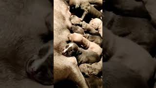 New born puppy shorts viral ytshort pitbulldog