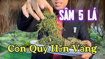 Sâm 5 Lá Quý Hơn Vàng Cho Những Bác Bị Cao HA, T.Mạch, T.Đường | CTVC