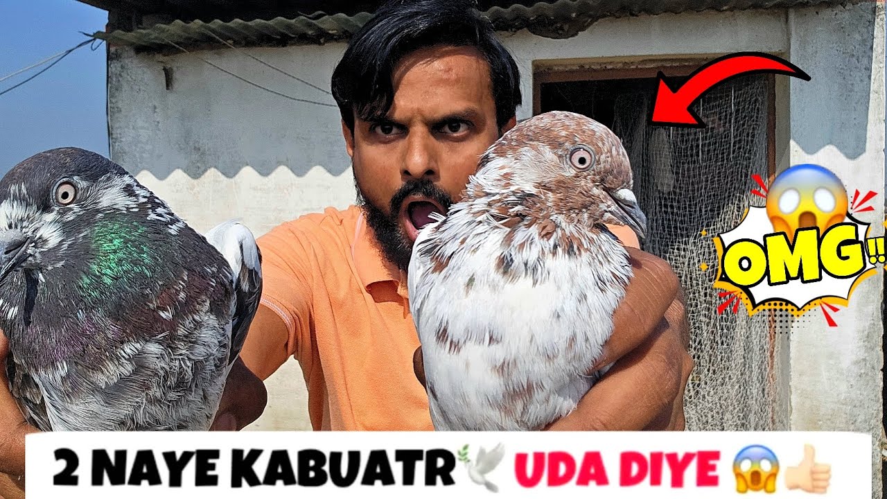 2 Naye Kabutar 🕊️ Uda Diye 😍  