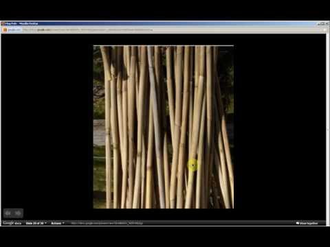 Phragmites australis |