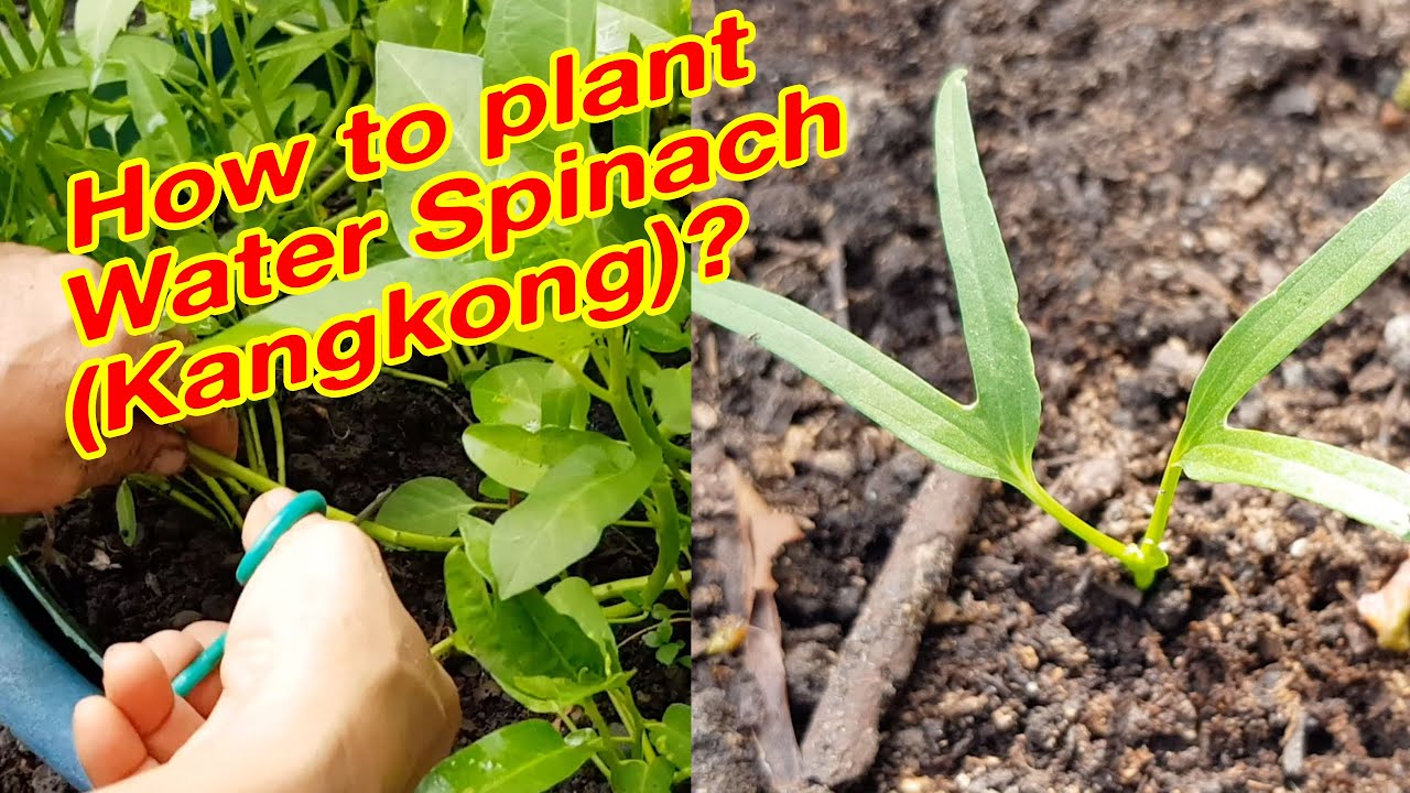 How to plant/grow water spinach (upland kangkong) from seeds? - YouTube