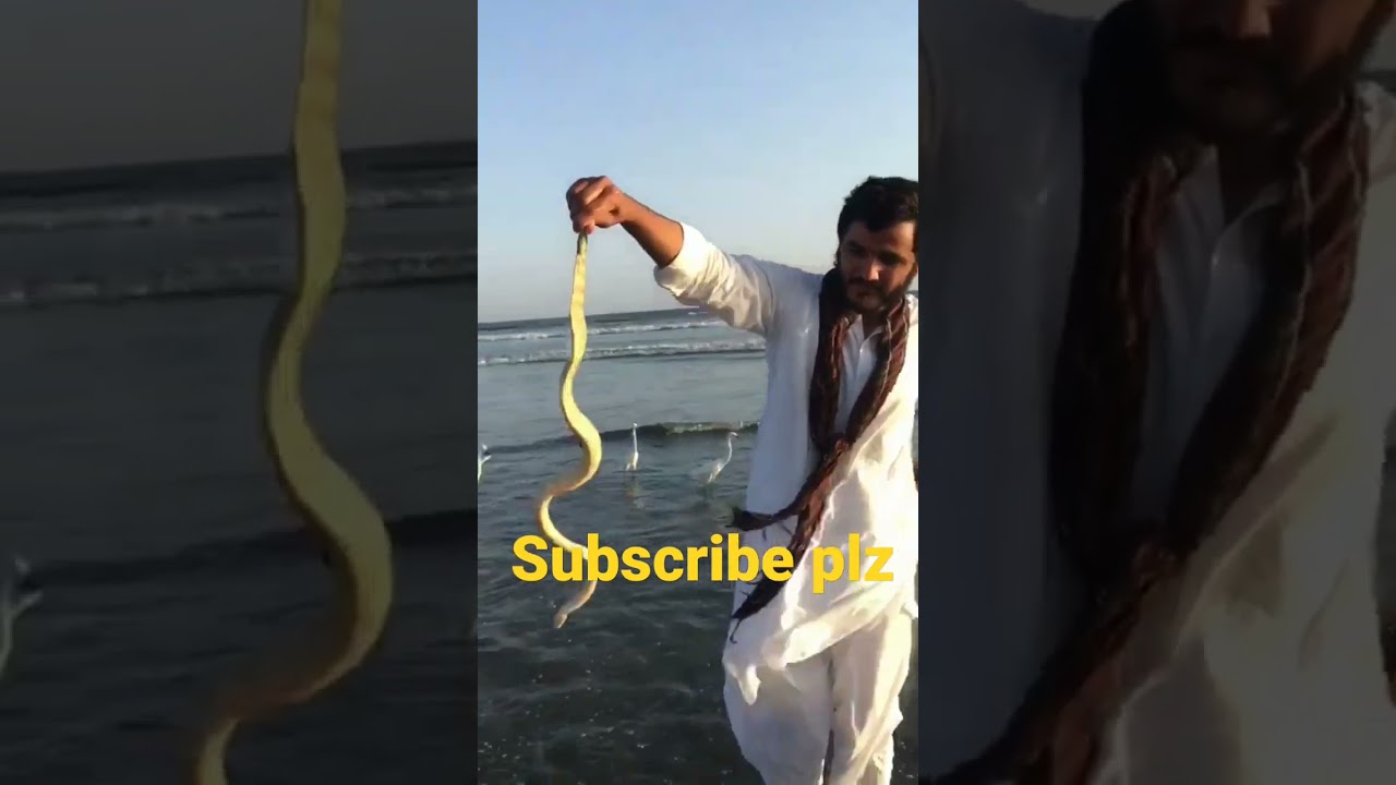 snake by hand |Anaconda 