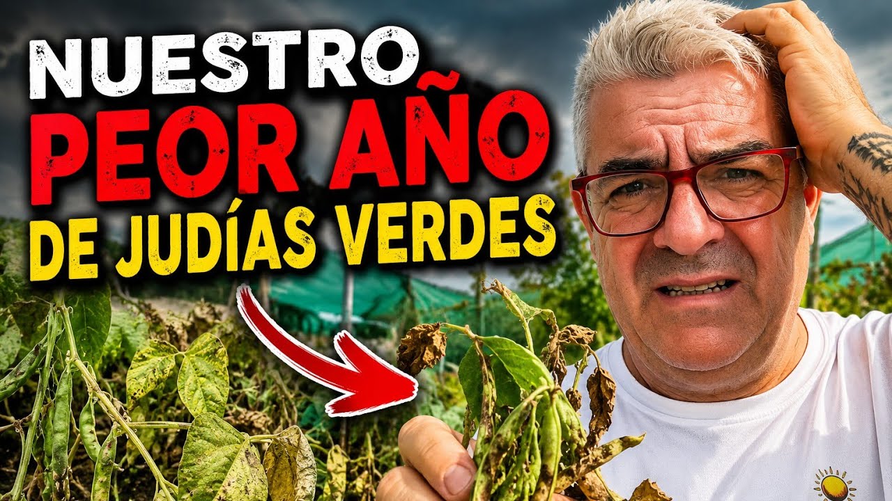 Nuestro peor año de judías verdes 🤦