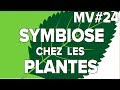 Symbiose chez les plantes mv24svt collgemathrix