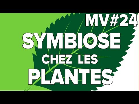 Vidéo: A quoi sert l'alternance des générations chez les plantes ?