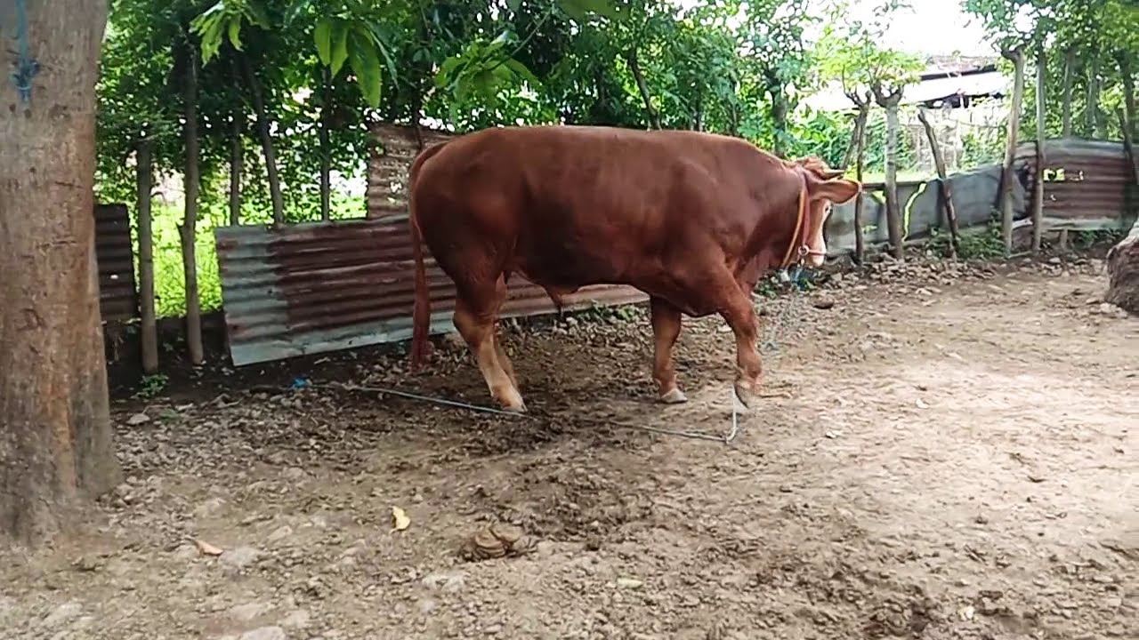 sapi indukan anakan super YouTube