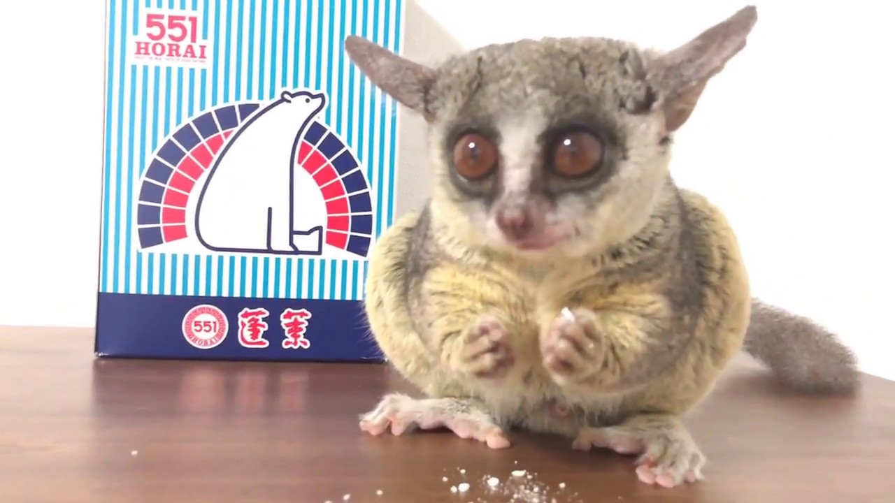 大好ミルクバーを食べるお猿 Pizzatoru The Bushbaby ショウガラゴのピザトル Youtube