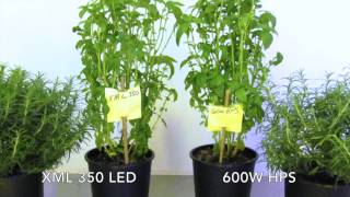 600W Hps Vs Xml 350 Led - Journal Week 6
