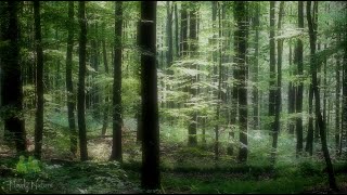 🌳 4K - Relaxing Nature Sounds, Forest Sounds, Bird Song