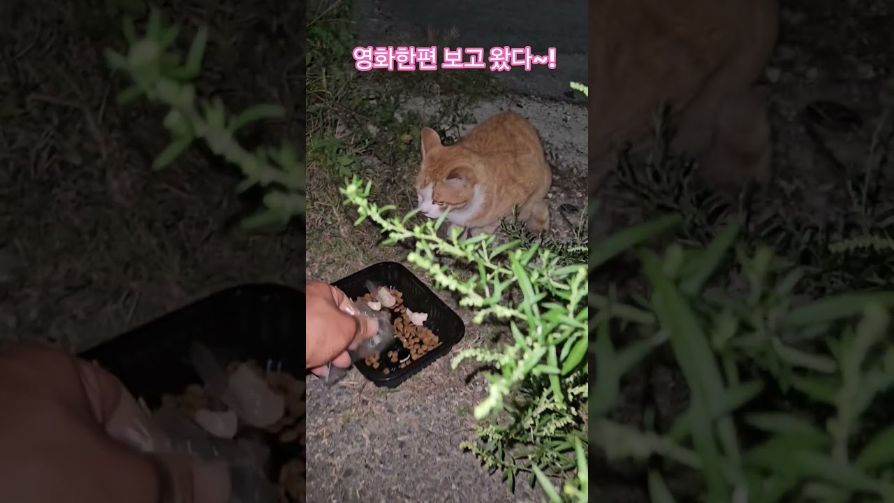 우리 길냥이들 #복순이 #까망이 #부산강서구