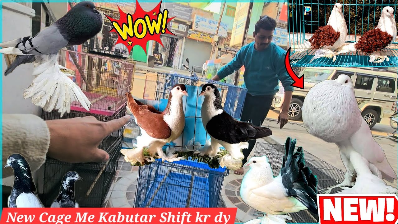 Finally Kabutar ko New Cage Me Shift Kr Diya 😍 How To Make Pigeon Loft at Home 🕊️