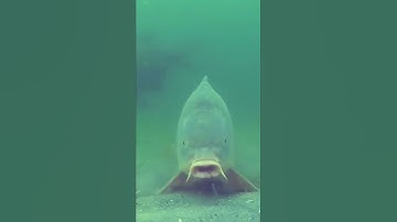 UNDERWATER CARP FISHING! Big Carp Taking HookBait..