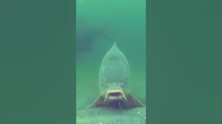 UNDERWATER CARP FISHING! Big Carp Taking HookBait..