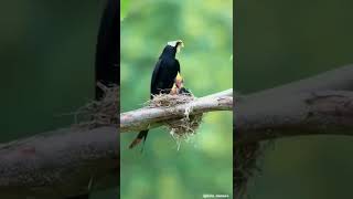 Penampakan Burung Srigunting Lagi Meloloh Anak Nya #shorts
