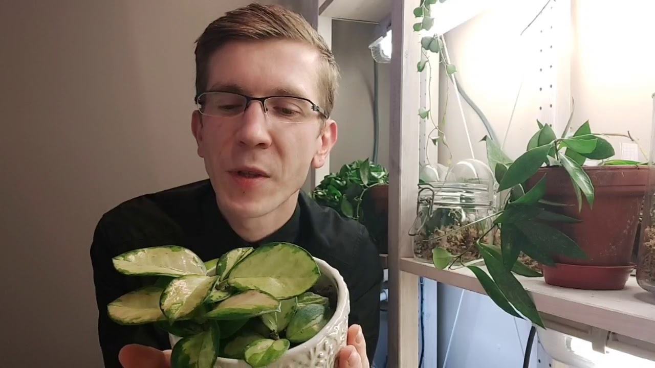 séquence 1 : L'arrosage des Hoyas. plante d'intérieur.