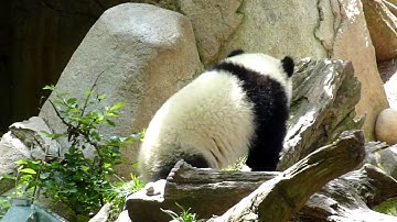 Giant panda