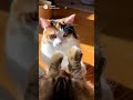 猫パンチ合戦 #おもしろ動画 #cat #三毛猫 #ai動画 #animals #cute #ポメラニアン #funny