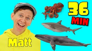 sea creatures and more 36 minutes long play what do you see song