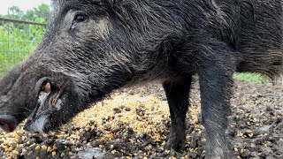 Huge hog caught in the big pig trap. (Did I just spot a panther?)