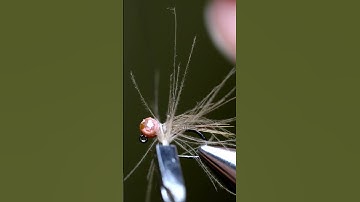 Pheasant Tail Nymph | A must have deadly EURO NYMPH  #flyfishing #shorts #flytying