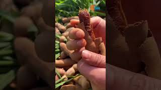 Yummy & Very Sweet Tamarind #shorts #trending #garden