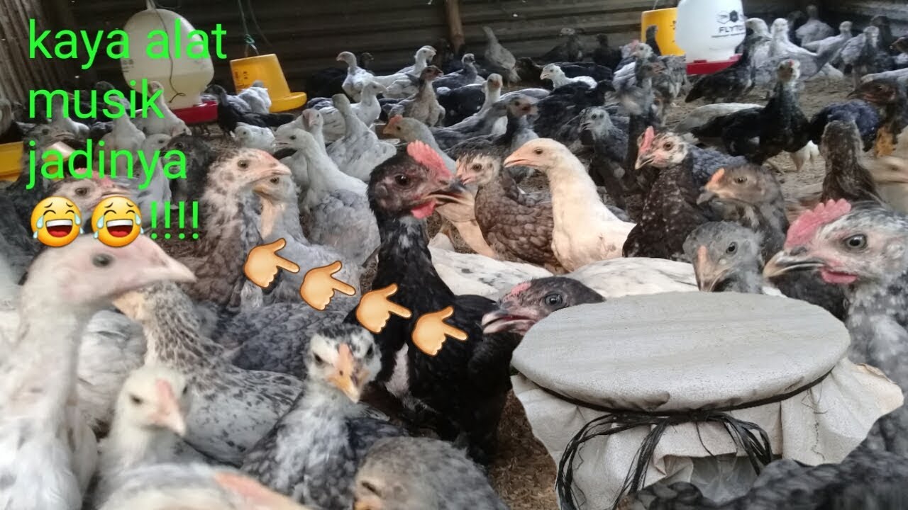 MUDAH SEKALIHH!!!!!! Cara pembuatan pakan ayam kampung fermentasi