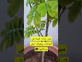 كيف اعتني ب النباتات Shortes
