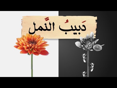 كنوز دبيب النمل