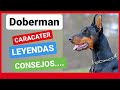 DOBERMAN, su CARÁCTER, sus LEYENDAS, CONSEJOS.....!!!!