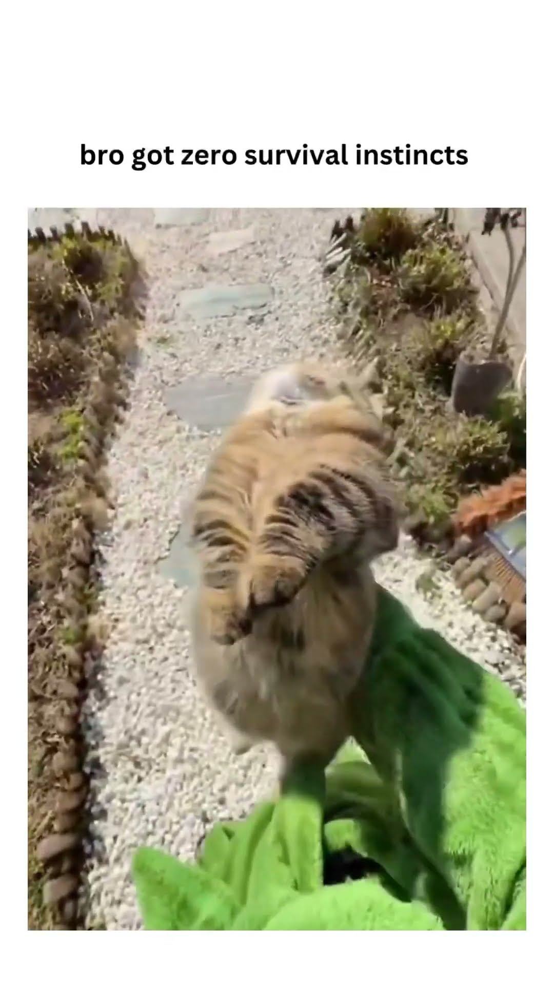 When the Kittyo just trying live but got picked to some prvnci